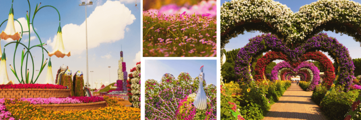 Dubai Miracle Garden